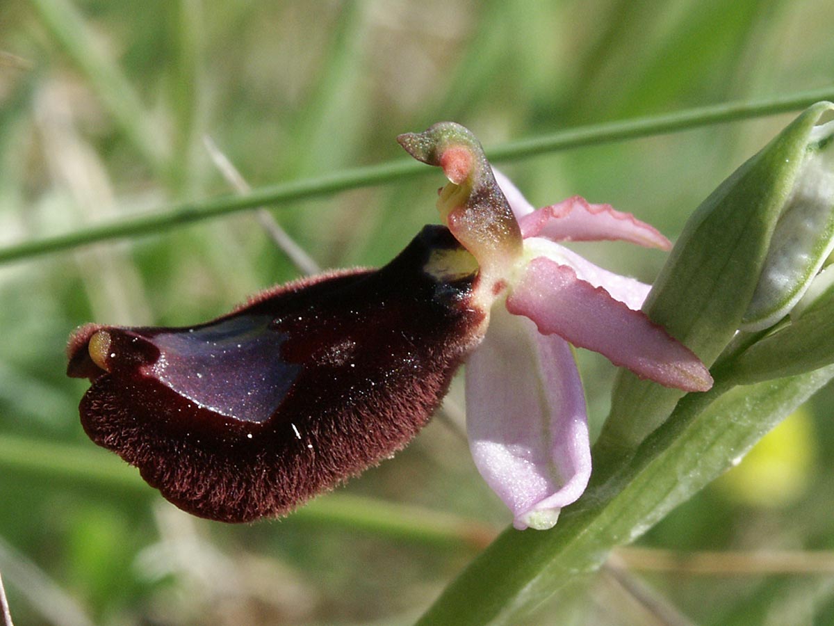 Blüte seitlich